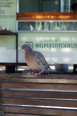 El puestito  at El Puestito del Tío in Buenos Aires