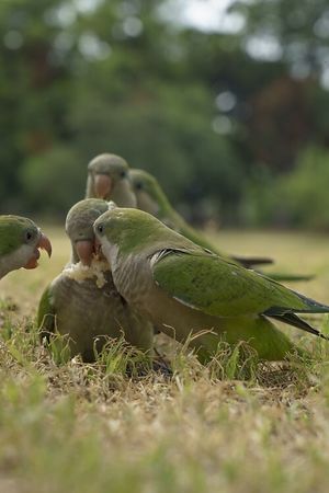 Loros  at El Puestito del Tío in Buenos Aires