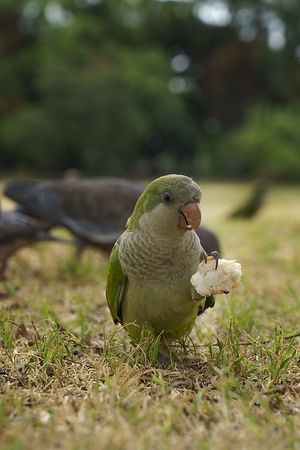Lorito comiendo pan  at El Puestito del Tío in Buenos Aires