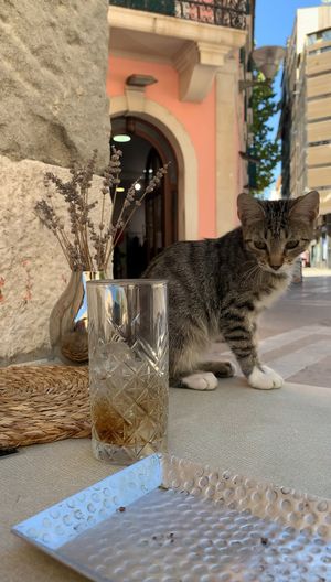 Forgot to take a picture of the chocolate cake when this cutie came along 😻 at Vege Fast Food in Split