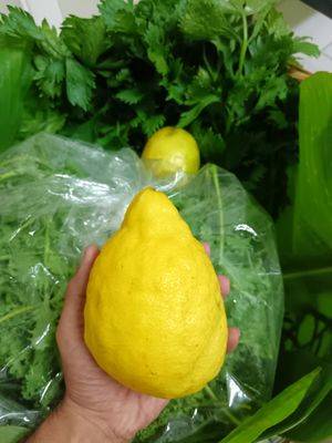  at Elephant Organic  in Chiang Mai