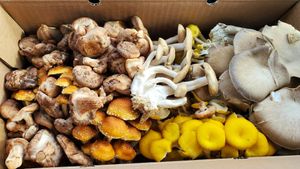 Our first box starting the CSA late at Fat Moon Farm - Organic Gourmet Mushrooms in Westford