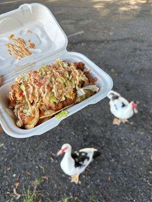 The ducks at the park were super jealous at Kokoz in Hilo