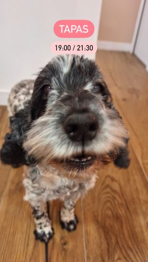 Joy la mascotte du restaurant  at Horaé in Aix-en-provence