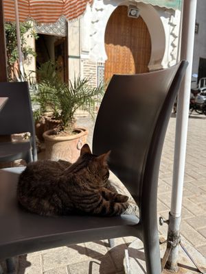 Cute cat  at Yamy‘s in Marrakech