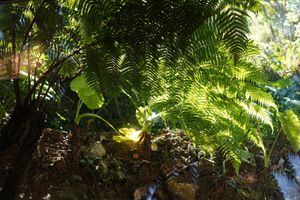  at Tree Vegan Kitchen in Sapa