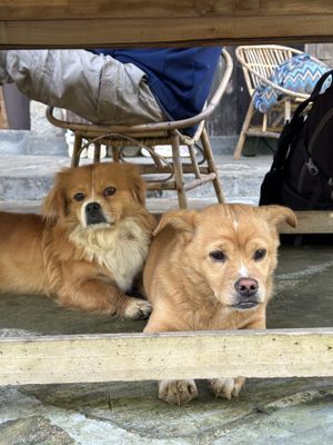 Cute dogs   at Tree Vegan Kitchen in Sapa