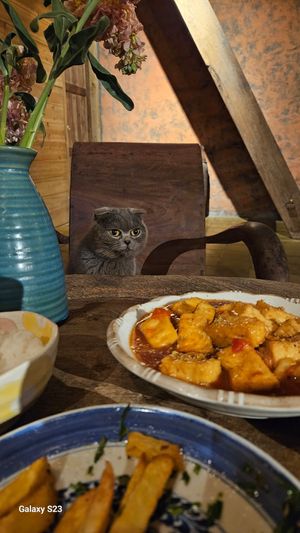 Tofu in Tomato Sauce & excellent service ♡ at Tree Vegan Kitchen in Sapa
