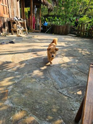  at Tree Vegan Kitchen in Sapa