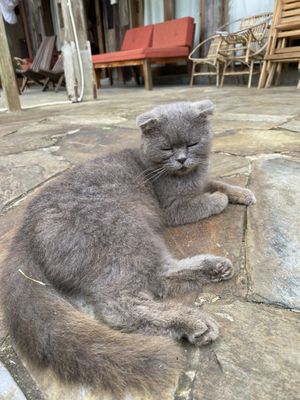   at Tree Vegan Kitchen in Sapa