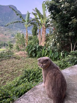 the cutest cat  at Tree Vegan Kitchen in Sapa