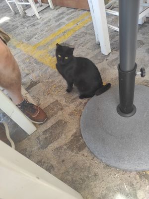 . at Glossitses in Crete