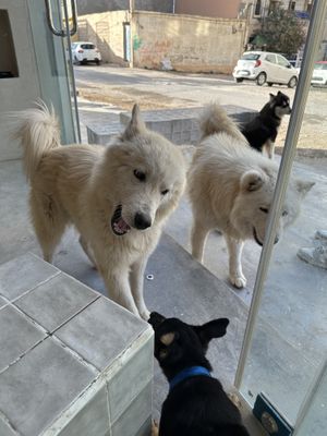 Cuties living Here aparently  at Hey Yalla in Tamraght