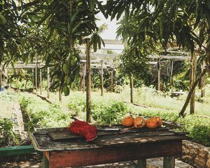 farm at Colesome Farmers Market in All Saints
