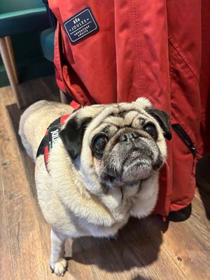 We LOVE our Furry Customers.   at The Botanical Kitchen in Bowness-on-windermere