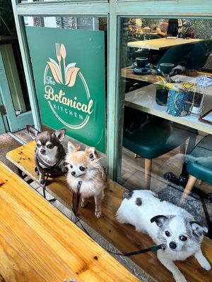 Couldn't resist one more pic of our 3 little Furry Friends. at The Botanical Kitchen in Bowness-on-windermere