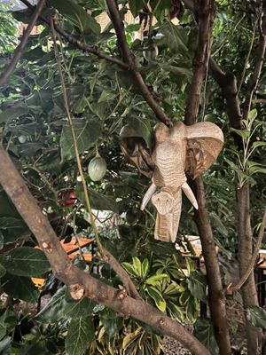 Ganesh   at Green Point in Cusco