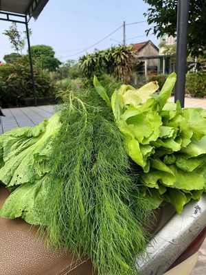  at Rose's Family Vegan Shop - Vegan Grocery, Vegan Icecream and Healthy Kombucha in Hoi An