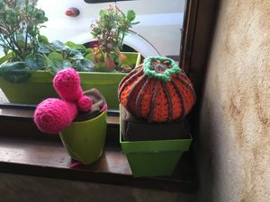 Knit window cactus  at Cafe Mandala in Salamanca