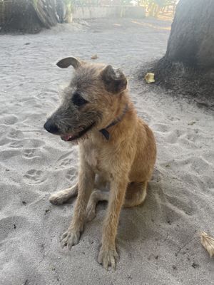 Island dogs   at Dryft Darocotan Island in El Nido