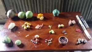 All these grow in Grenada at Belmont Estate in Belmont