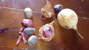 The nutmeg at Belmont Estate in Belmont