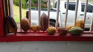 Cocoa at Belmont Estate in Belmont