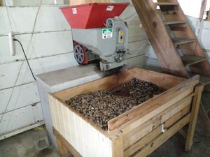 Nutmeg shell cracker at Belmont Estate in Belmont