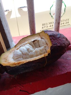 Cocoa beans....tastes so sweet like a fruits. at Belmont Estate in Belmont