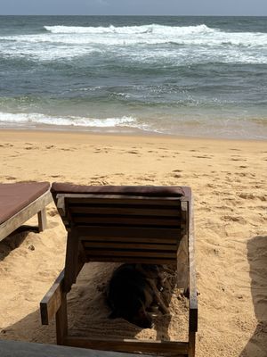   at Amaroo Beach Bar in Hikkaduwa