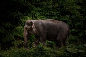  at Hidden Forest Elephant Reserve in Phuket