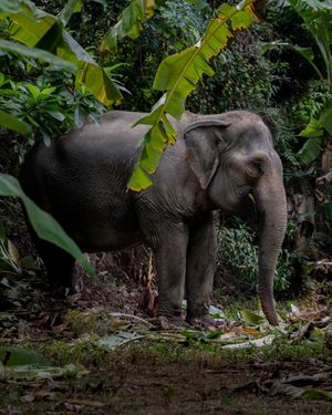  at Hidden Forest Elephant Reserve in Phuket