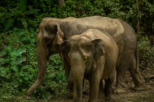 at Hidden Forest Elephant Reserve in Phuket