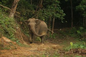  at Hidden Forest Elephant Reserve in Phuket