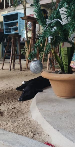  at The Soul Shack in Siargao