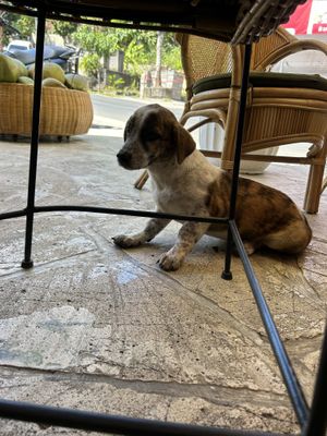 Cute stray dog they care of  at Pregnant Coconut Caffe in Jimbaran