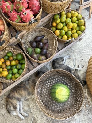 More cute dogs - be aware, they are quite shy and they can bite   at Pregnant Coconut Caffe in Jimbaran