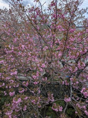 View of cherry blossom from the window upstairs at and bull coffee - アンド ブル コーヒー in Kyoto