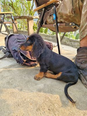 As of March 2024 there is a lovely puppy living here at Pavi garden in Lao Cai