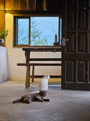  at Pavi garden in Lao Cai