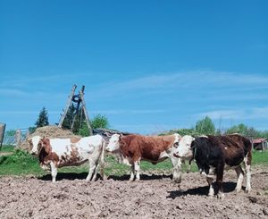  at V Pravljici - Fairytale Sanctuary  in Ljubljana