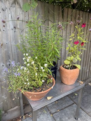   at The Oxford Blue in Oxford