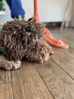  at Café Fadrí in Cambrils