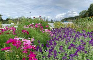  at Weij Bar in Maassluis