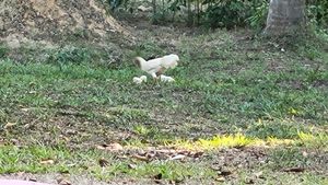 Free roaming chickens on site at Farm Hug You - ฟาร์มฮัก in Chumphon