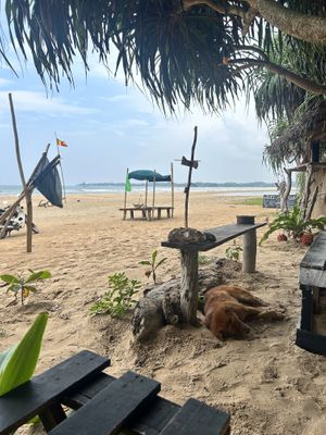 Cute dogs who live here  at Sandy Jungle Juice Bar  in Weligama