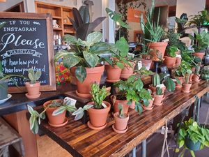  at Harlow in Portland