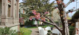 Trees at Kitsuné & Tanuki in Colmar