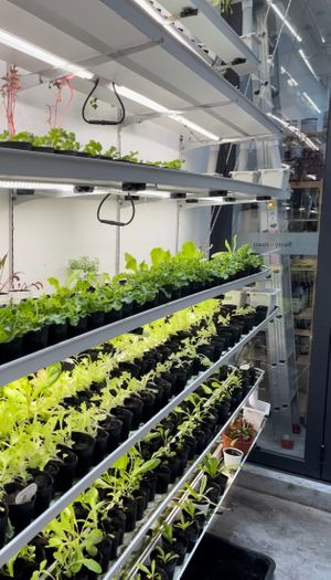  at Senyuman Daun & Café in Ayer Itam