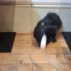 Ulysse 🖤 Tellement dynamique que ses photos sont floues 🤣 at Le Canithé in Toulouse